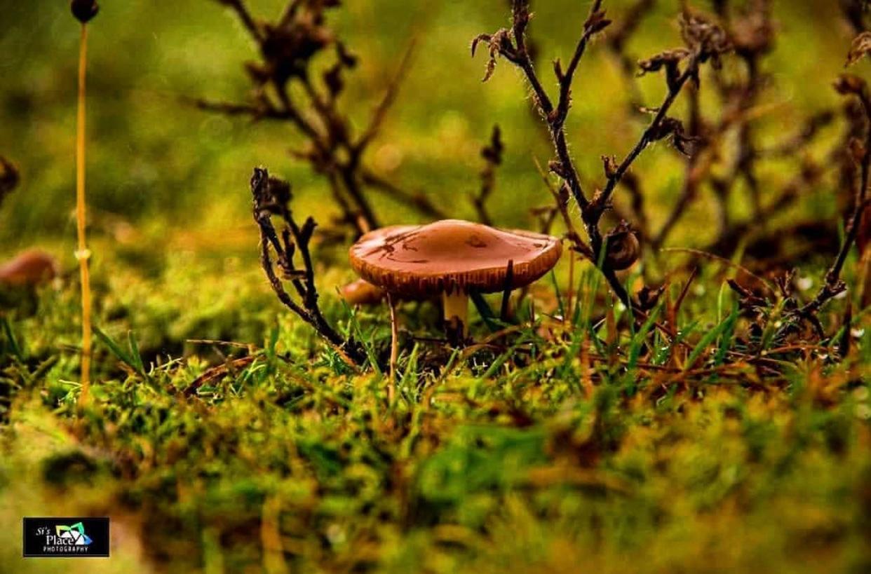 Mushroom in the woodland by @si_s_place
