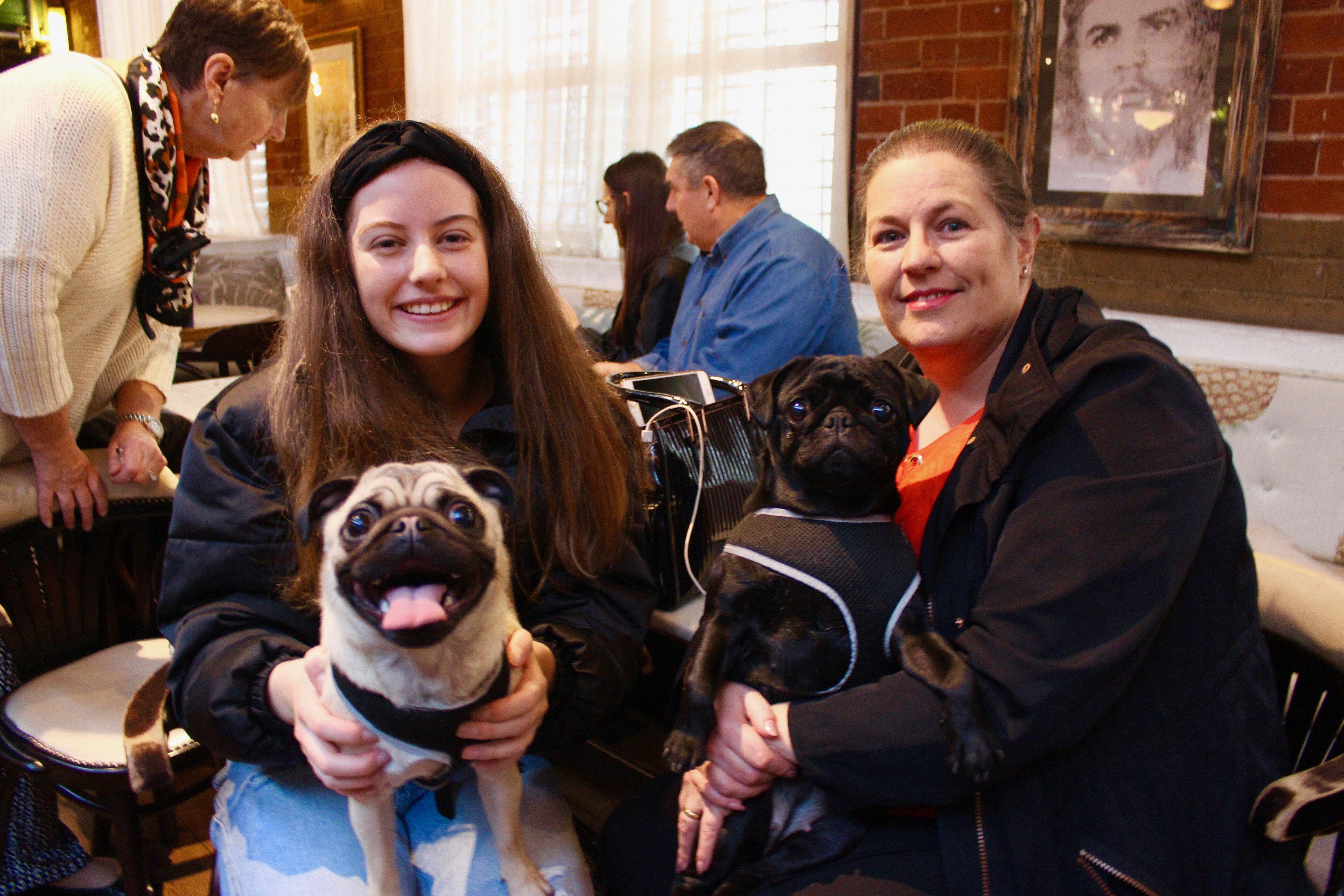 Pug Cafe & Frenchie Cafe at Revolucion de Cuba in Sheffield. 