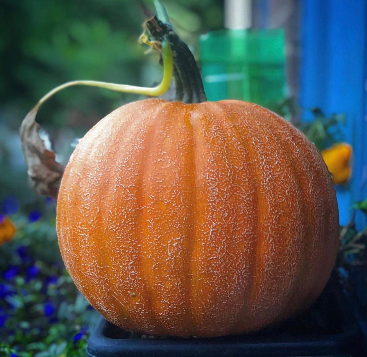 Picture perfect pumpkin by @pj__ward