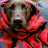 Keeping pets warm will be an important task for owners this winter