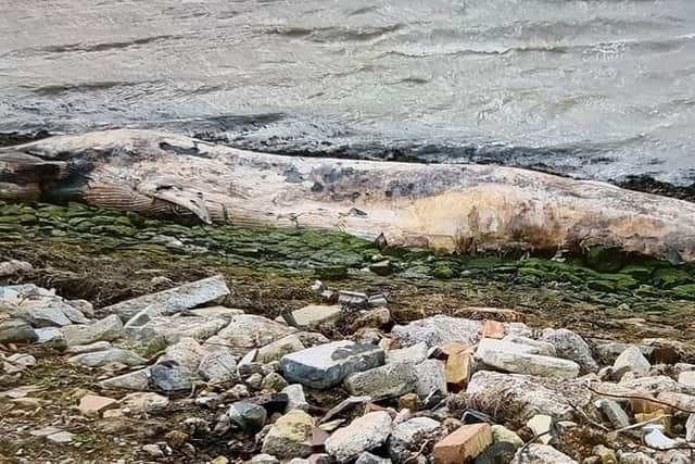 A dead 12ft whale was washed up on the banks of a British river last week.