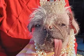 Peggy the pug, from East Yorkshire, has been named UK’s ugliest dog.