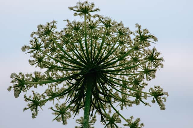Giant hogweed, known to be an invasive pest that can spread at a rapid rate, has been found in many hotspot areas across Sheffield.