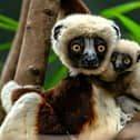 Dancing lemur: Chester Zoo breeds critically endangered Coquerel’s sifaka for the first time in Europe