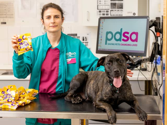 PDSA Veterinary Surgeon Team Leader Clare Sparks with Charlie and a kilo of Mini Eggs at PDSA in Bournemouth