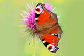 Heatwave and drought could put butterflies in trouble
