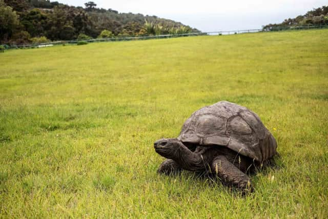 Jonathan, a Seychelles giant tortoise (photo: Getty Images)