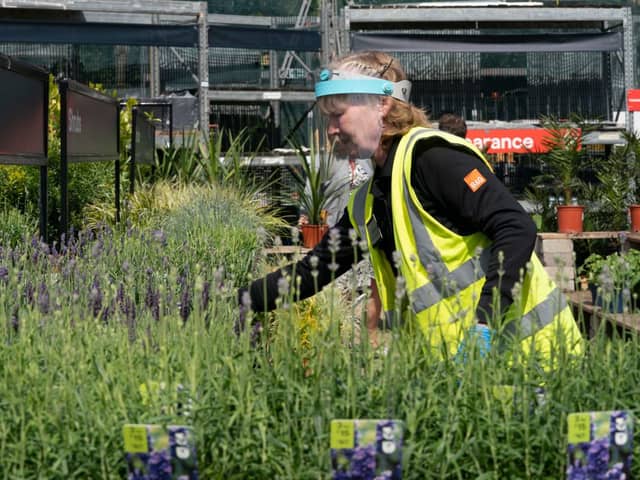 Rare plants worth thousands being sold for £10 in Lidl and B&Q 