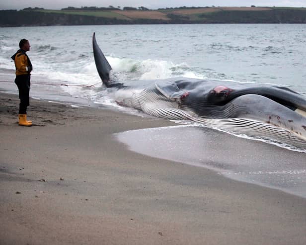 The whale (not pictured) got stranded on a sandbank just off Bridlington's South Beach