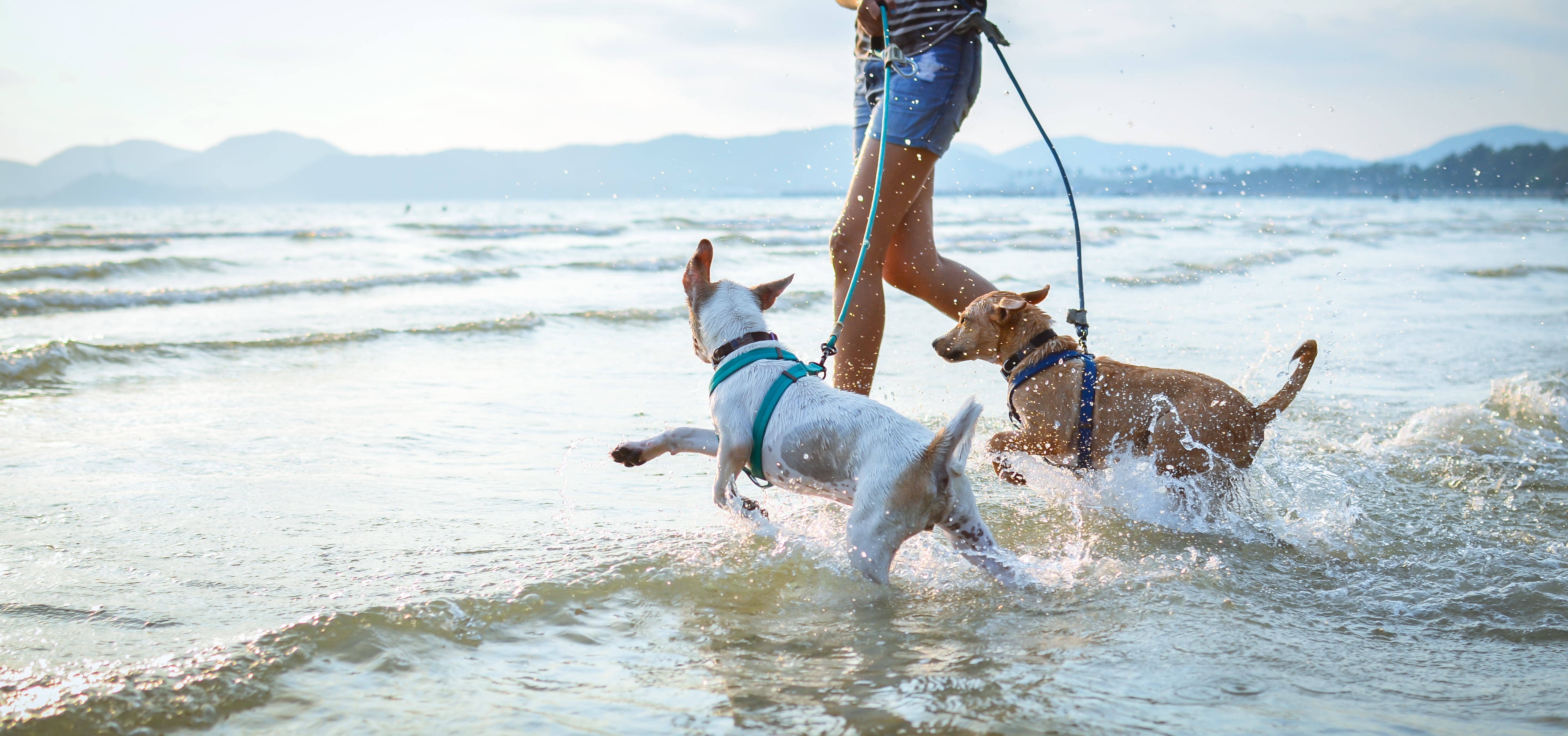 Warning issued after beach bug kills one dog and makes eight others ill - Vimarsana News