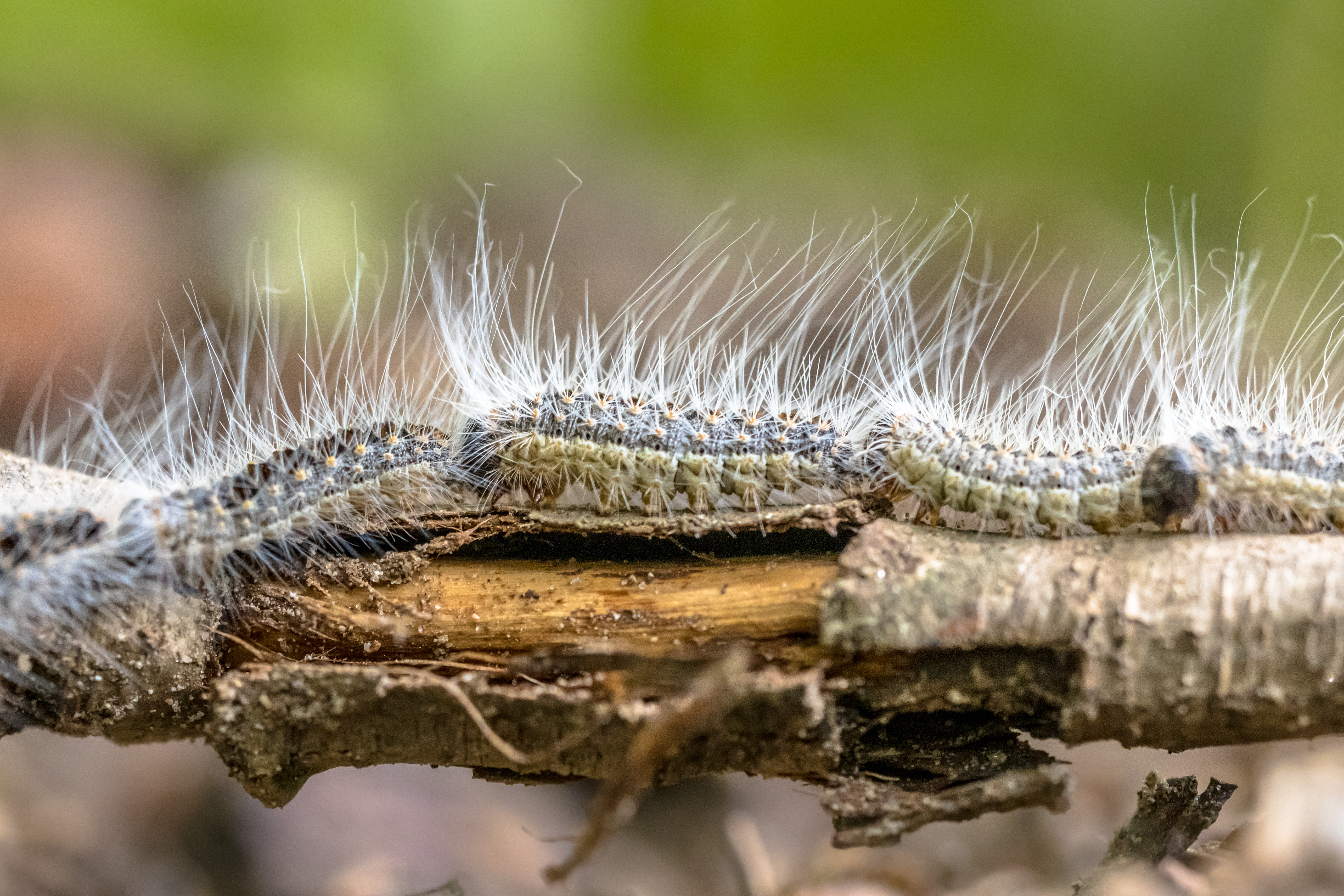Brits warned as poisonous insects to swarm the UK