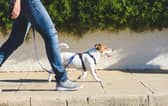 A dog must wear a collar with its owner’s name and address on it (Photo: Shutterstock)
