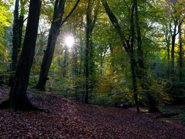 According to the report, only seven per cent of UK native woodland is in good ecological condition (Photo: Richard Heathcote/Getty Images)