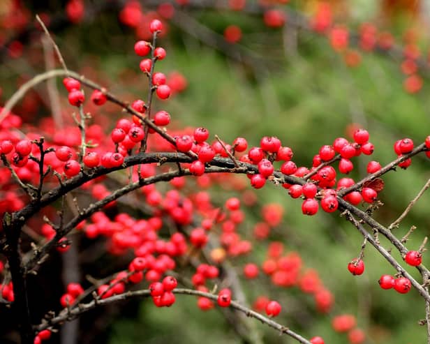 Cotoneater could land keen gardeners a £2,500 fine. Credit: Pixabay