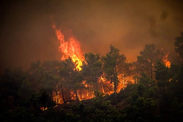 Pine trees burn in a wildfire on the Greek island of Rhodes on July 22.