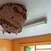 Massive Asian Hornet nest discovered in derelict house - prompting fresh warnings 
