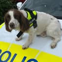 Police dog Taffy sniffed out £11,000 hidden in an old trainer in a police raid in Rotherham