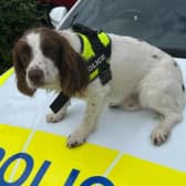 Police dog Taffy sniffed out £11,000 hidden in an old trainer in a police raid in Rotherham