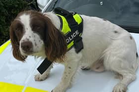 Police dog Taffy sniffed out £11,000 hidden in an old trainer in a police raid in Rotherham