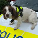 Police dog Taffy sniffed out £11,000 hidden in an old trainer in a police raid in Rotherham