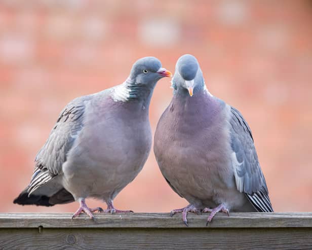 Two pigeons were found dead with swastikas carved on their chests in a riverside town in Cambridgeshire - Credit: Adobe