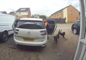 CCTV capturing the moment two dogs enter a family home in Chelmsley Wood, Birmingham, and savage two cats to death.