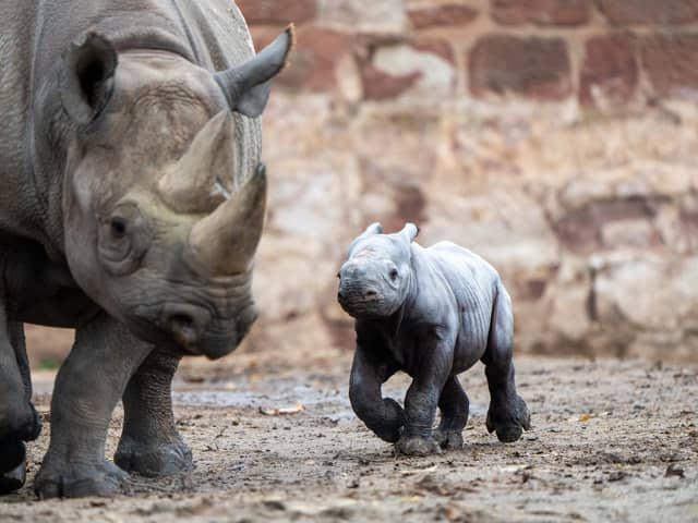 Conservationists at Chester Zoo are overjoyed after the birth of one of the world's rarest mammals, a critically endangered eastern black rhino. The female calf was safely delivered onto a bed of soft sand by new mum Zuri on Sunday 12 November at 2.45pm, following a 15-month pregnancy. 