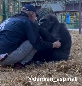 Damian Aspinall and gorilla Tambabi share a hug at Howletts Wild Animal Park in Canterbury, Kent. Picture: Damian Aspinall/SWNS