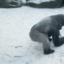 A gorilla at Belfast Zoo was having fun in the snow making snowballs, in footage captured by staff. (Credit: Belfast Zoo)