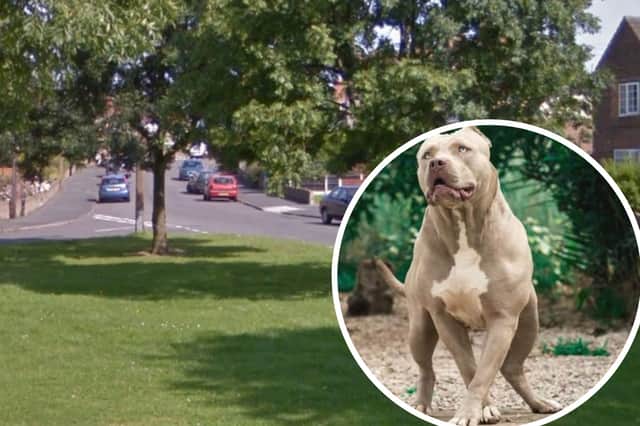 Armed police seized two XL Bully type dogs following an incident in Doncaster on January 19 where they reportedly attacked another dog. Images by Google Maps, Adobestock.