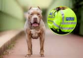 The rules and restrictions around XL Bully dogs have been outlined by South Yorkshire Police and the Government, ahead of a change in the law next month