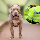 The rules and restrictions around XL Bully dogs have been outlined by South Yorkshire Police and the Government, ahead of a change in the law next month