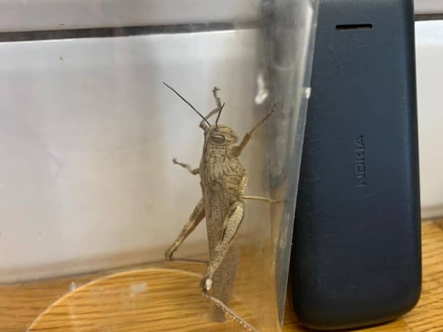 The locust found in Lee Westacott's fridge door.