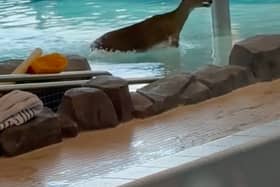 Deer takes a dip in a public swimming pool. The wild animal smashed through the window of a recreation centre, and leapt into the pool during a children's swimming lesson.