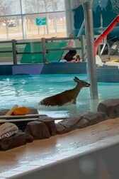 Deer takes a dip in a public swimming pool. The wild animal smashed through the window of a recreation centre, and leapt into the pool during a children's swimming lesson.