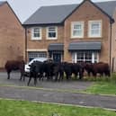 Cows in the road in a housing estate in Longridge. Residents of a new-build countryside estate awoke to a herd of cows MOOving through front gardens. Video captured by home-owner Michaela Wimbleton, 26, shows the cows snooping around a neighbour's house on the six-year-old estate in Longridge, Lancashire. 