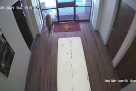 Deer smashes through bank window.