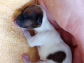 Puzzle the puppy, who was thrown from a car at just a few days old. 