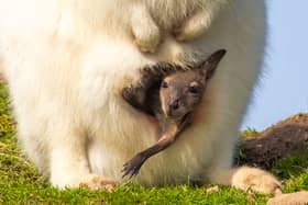 Baby wallaby emerges from mother's pouch.