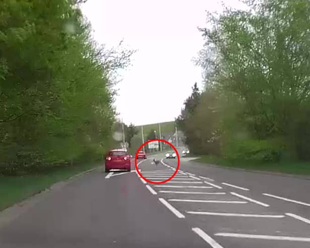 Deer runs across busy main road causing car to swerve.