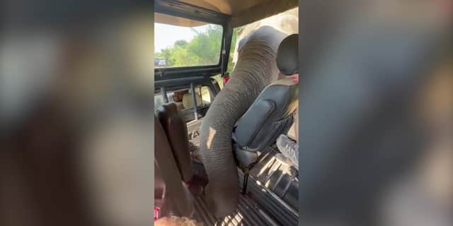Elephant uses trunk to rummage for snacks in tourists’ Jeep.