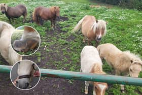 The Recorder of Sheffield, Judge Jeremy Richardson KC, described the actions of Janet Marr, aged 73, as a ‘deplorable case of animal cruelty,’ which resulted in eight ponies being euthanised due to the ‘suffering conditions’ they were in when they were found by inspectors