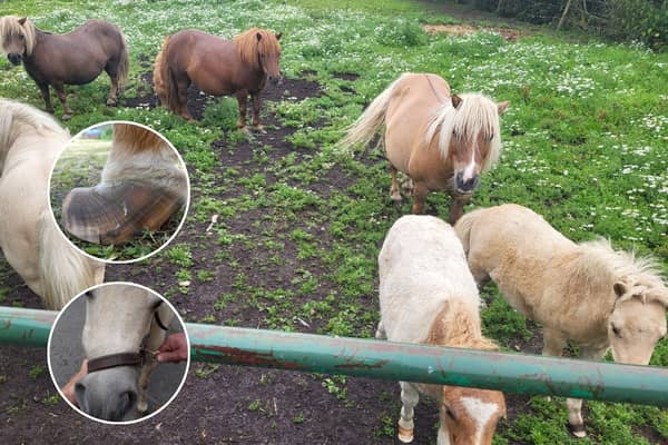 The Recorder of Sheffield, Judge Jeremy Richardson KC, described the actions of Janet Marr, aged 73, as a ‘deplorable case of animal cruelty,’ which resulted in eight ponies being euthanised due to the ‘suffering conditions’ they were in when they were found by inspectors