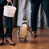 Groom surprises bride with penguin ring bearer at wedding.