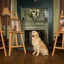 Son of top stud dog, Pierre the Heir, continues guide dog linage