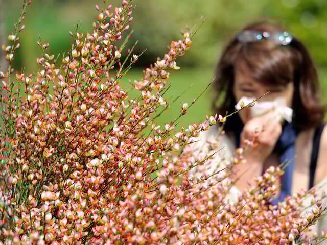 A pollen bomb is headed for the UK, but there are ways hay fever sufferers can ease their symptoms. (Photo: PHILIPPE HUGUEN/AFP via Getty Images)