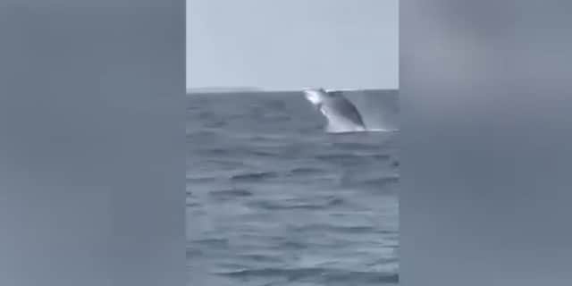 Whale pops up from sea in front of amazed Jersey schoolchildren on trip.