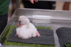 Adorable fluffy flamingo chicks hand-reared at Whipsnade Zoo