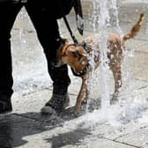 A dog tries to cool down in the water of a fountain. (Photo: BARBARA GINDL/APA/AFP via Getty Images)