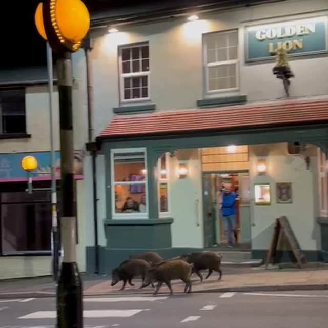 Five wild boars outside a pub in Cinderford, Gloucestershire.